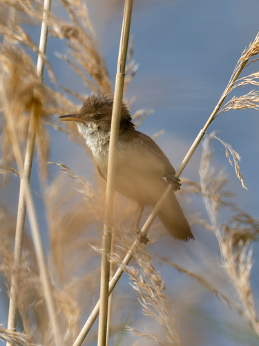 Carricero común (Acrocephalus scirpaceus)