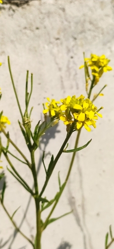 Image of Erysimum marschallianum by no rights reserved