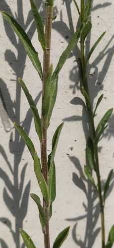 Image of Erysimum marschallianum by no rights reserved