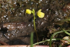 Utricularia aurea