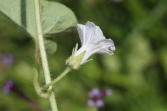 Ipomoea plebeia
