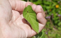 Ipomoea plebeia