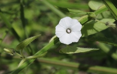 Ipomoea plebeia