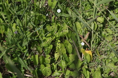 Ipomoea plebeia