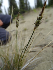 Carex filifolia
