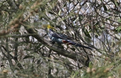 Platycercus adscitus adscitus