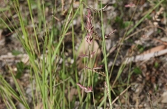 Eragrostis spartinoides