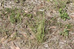Eragrostis spartinoides