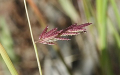 Eragrostis spartinoides