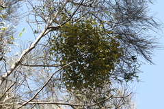 Notothixos subaureus