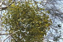 Notothixos subaureus