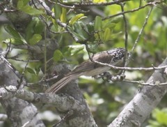 Plectorhyncha lanceolata
