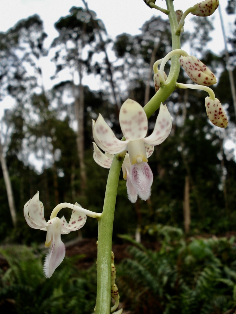 Dipodium conduplicatum J.J.Sm.