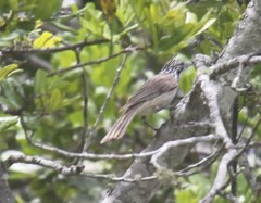 Plectorhyncha lanceolata