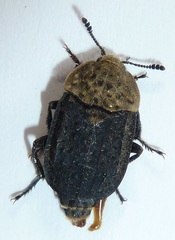 Thanatophilus lapponicus