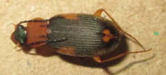 Chlaenius pulchellus