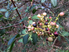 Pistacia lentiscus
