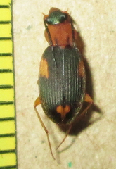 Chlaenius pulchellus