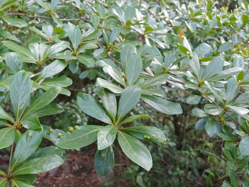 Terminalia tetraphylla, photograph 6