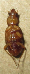 Chlaenius pulchellus