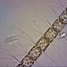 Bacteriastrum - Photo (c) Sarka Martinez,  זכויות יוצרים חלקיות (CC BY-NC-SA), הועלה על ידי Sarka Martinez