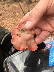 Phlebia incarnata image