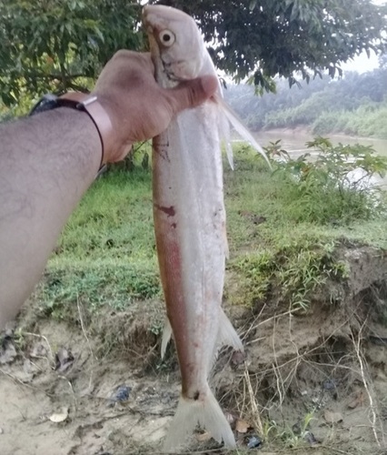 Sword minnow (Macrochirichthys macrochirus) — Cyprinidae — 5