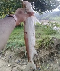 Giant Sword Minnow photo 4