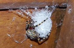 Alpaida alticeps