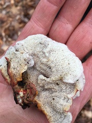 Phlebia incarnata image