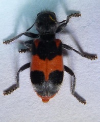 Enoclerus eximius