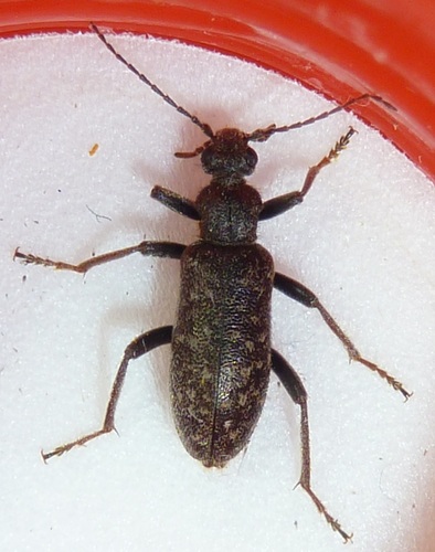 Bell-shaped Ant-like Flower Beetle