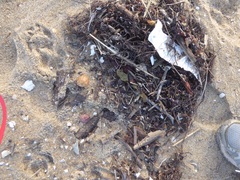 Macrocystis pyrifera