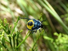 Commius elegans