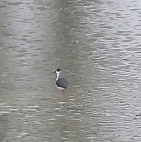 Black-winged Stilt