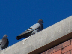 Columba livia