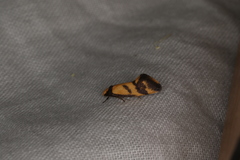 Olbonoma triptycha