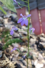 Lobelia goldmanii