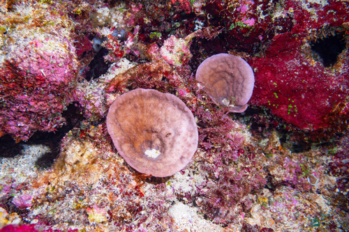 Podabacia crustacea observed 2023-05-08