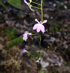 Lobelia goldmanii