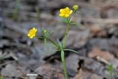 Ranunculus monophyllus