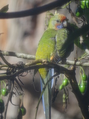 Platycercus elegans adelaidae