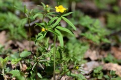 Ranunculus monophyllus