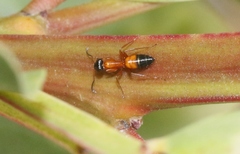 Opisthopsis rufithorax