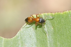Opisthopsis rufithorax