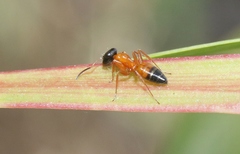 Opisthopsis rufithorax