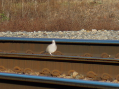 Streptopelia decaocto