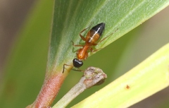 Opisthopsis rufithorax