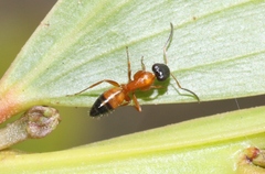 Opisthopsis rufithorax