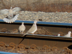 Streptopelia decaocto